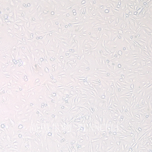 BS-C-1(非洲绿猴肾细胞)