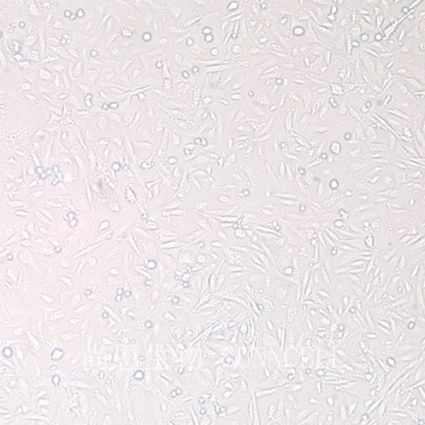 BS-C-1(非洲绿猴肾细胞)