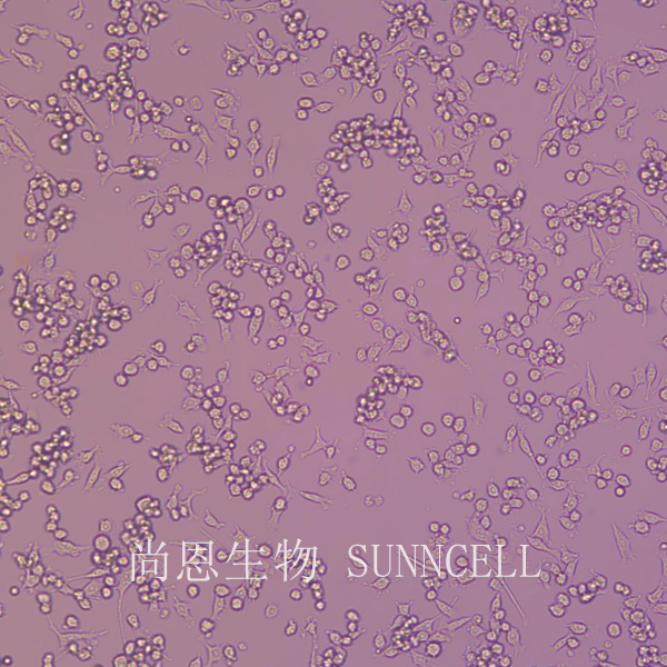 BV2(小鼠小胶质细胞)