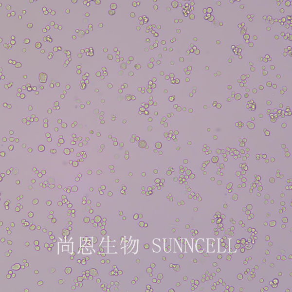 NR8383(大鼠肺泡巨噬细胞)