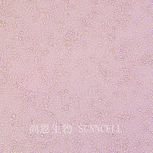 ST(猪睾丸细胞系)