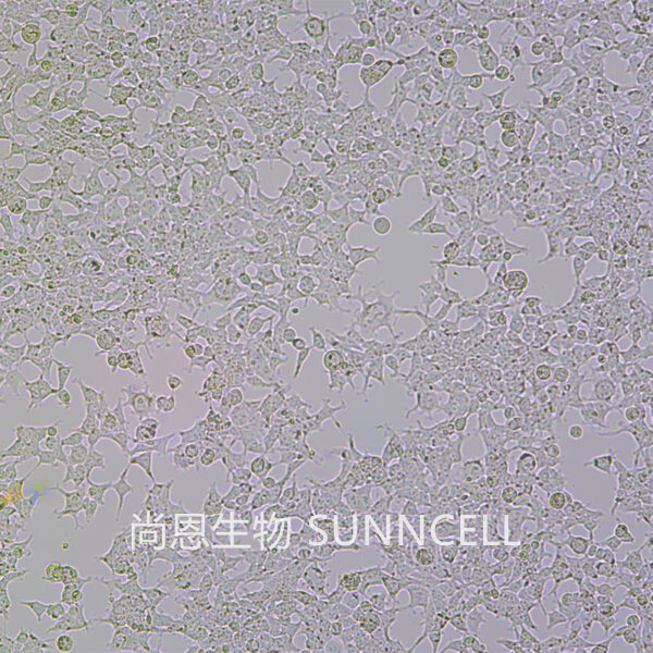293T(人胚肾细胞)