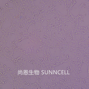 3T6-Swiss albino(小鼠胚胎成纤维细胞)