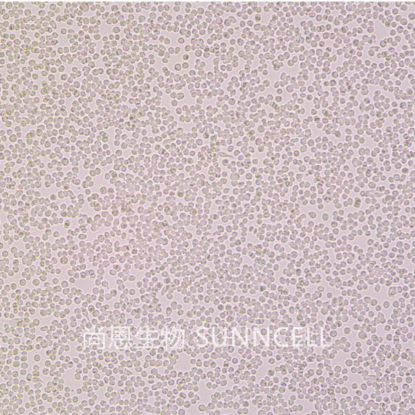 6T-CEM(人T细胞白血病细胞)
