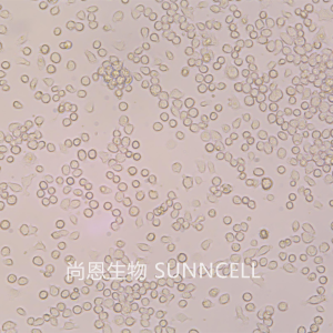 Ana-1(小鼠巨噬细胞)