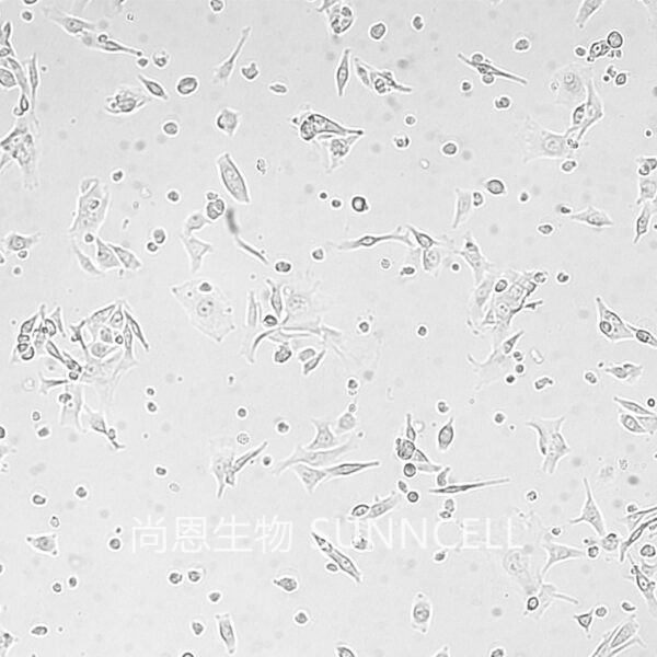 B16-F10(小鼠皮肤黑色素瘤细胞)