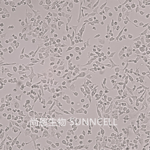 UMNSAH/DF-1(鸡胚成纤维细胞)