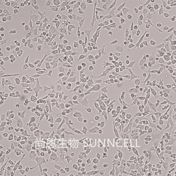 UMNSAH/DF-1(鸡胚成纤维细胞)