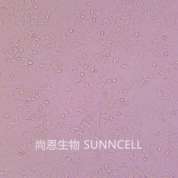 GL261(小鼠胶质瘤细胞)