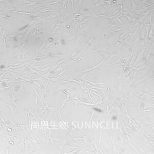 HBZY-1(大鼠肾小球系膜细胞)