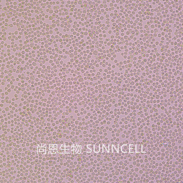 K562(人慢性髓原白血病细胞)