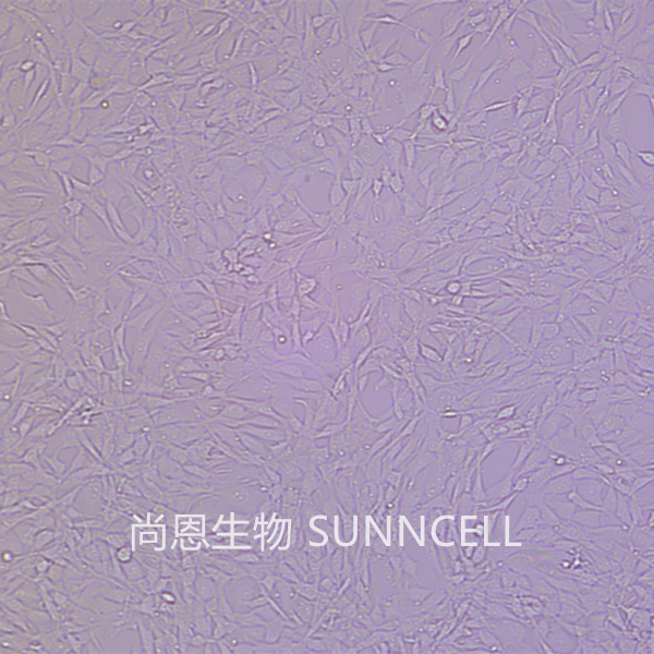 NIH/3T3(小鼠胚胎成纤维细胞)