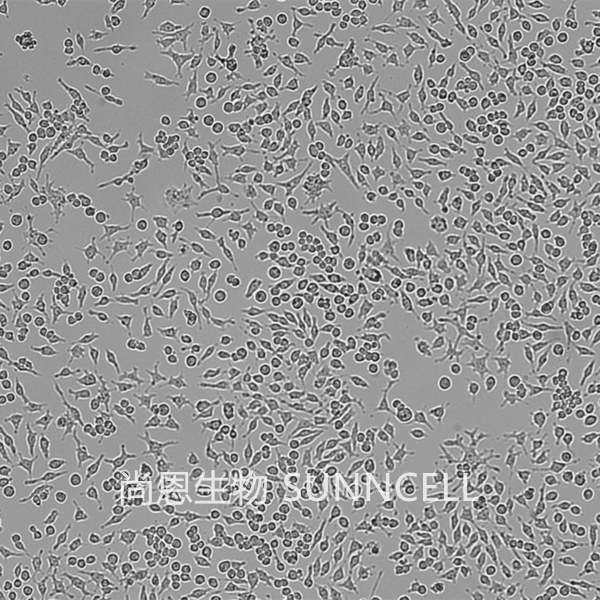 RAW 264.7(小鼠单核巨噬细胞白血病细胞)