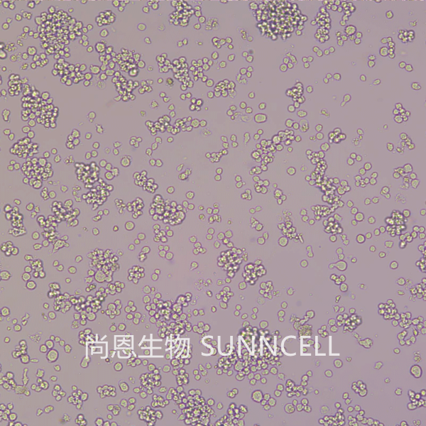 THP-1(人单核细胞白血病细胞)