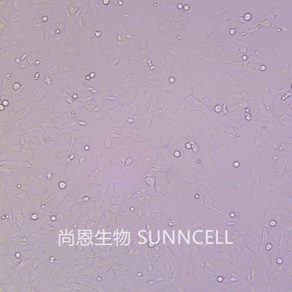 WPMY-1(人正常前列腺基质永生化细胞)