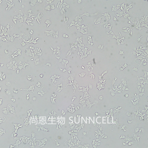 22RV1(人前列腺癌细胞)(STR鉴定正确)