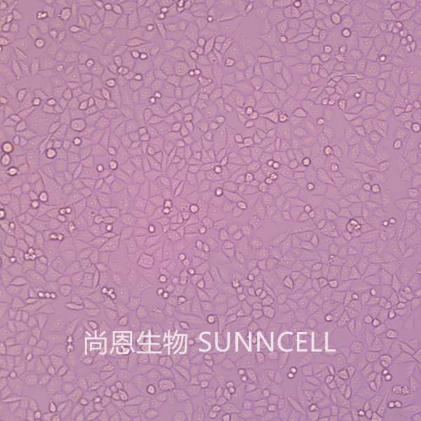 A2780(人卵巢癌细胞)