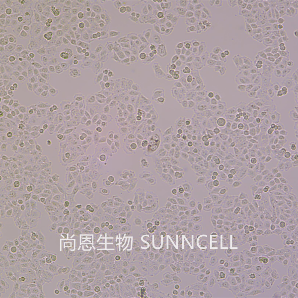 BGC-823(人胃腺癌细胞(低分化))