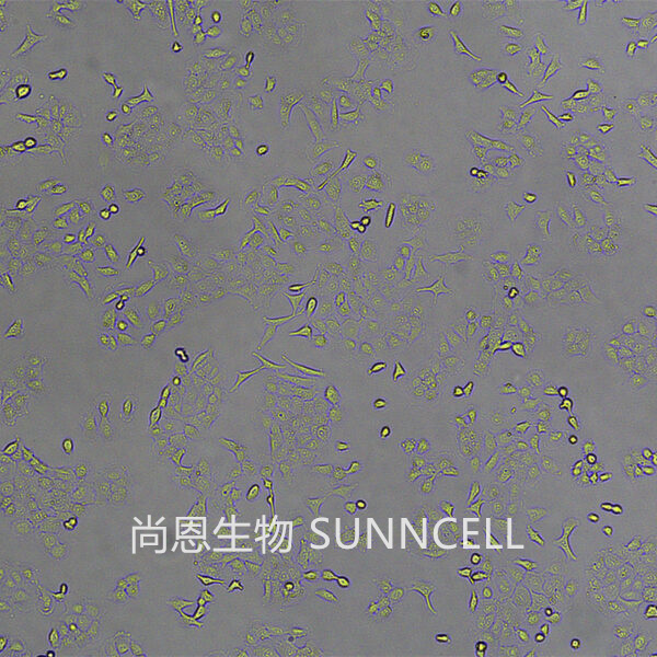 DU145(人前列腺癌细胞)