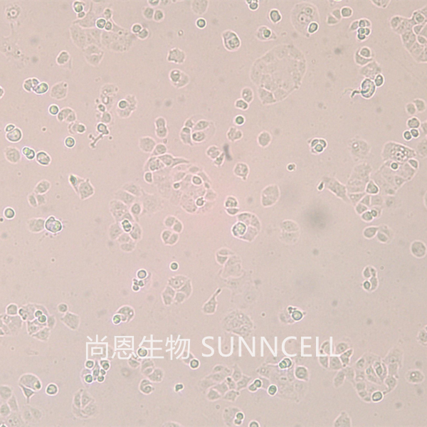 HEC-1-B(人子宫内膜腺癌细胞)