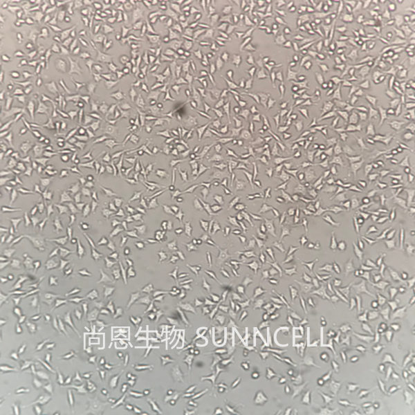 PC-3M-1E8(人前列腺癌高转移细胞)