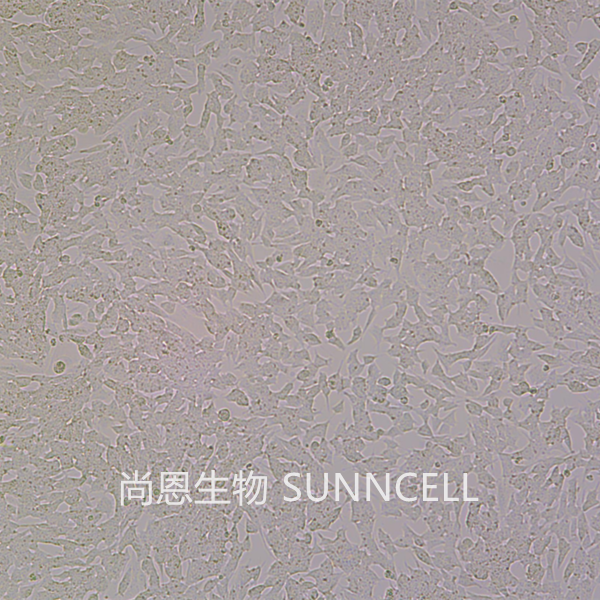 SH-SY5Y(人神经母细胞瘤细胞)