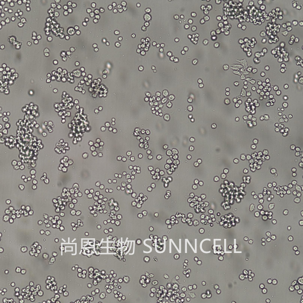 SNU-1(人胃癌细胞)