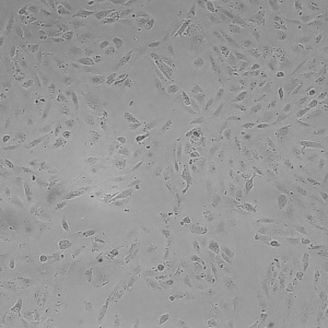 ARPE-19(人视网膜色素上皮细胞)