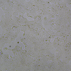 AML-12(小鼠正常肝细胞)