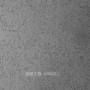 CTLA4 Ig-24(中国仓鼠卵巢细胞)(种属鉴定正确)