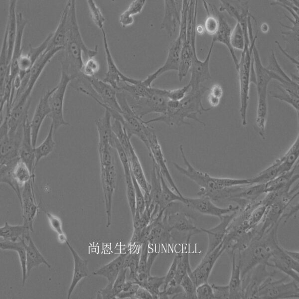 BHK-21(仓鼠肾成纤维细胞)(种属鉴定正确)