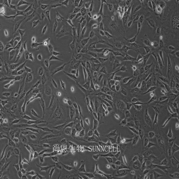 3T3-L1(小鼠胚胎成纤维细胞)