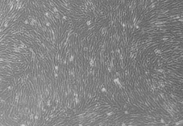 细胞攻略 | MRC-5(人胚肺细胞)细胞培养教程