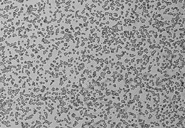 细胞攻略 | RAW 264.7(小鼠单核巨噬细胞白血病细胞) 培养教程