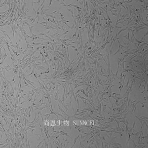 BHK-21(仓鼠肾成纤维细胞)