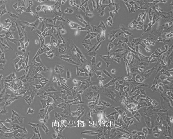 BALB/3T3 clone A31(小鼠胚胎成纤维细胞)