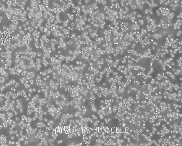 NR8383(大鼠肺泡巨噬细胞)