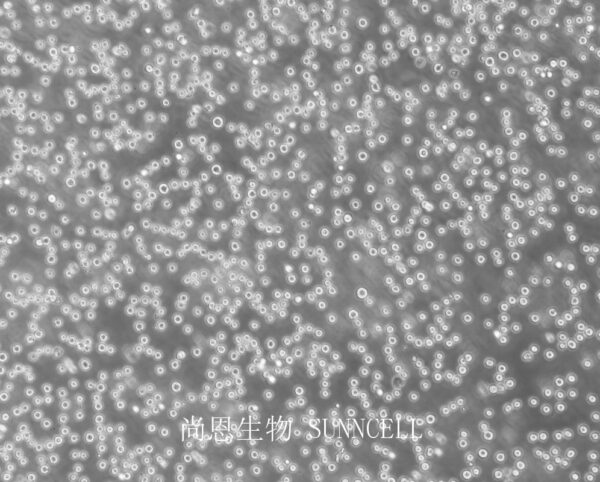 HL-60(人原髓细胞白血病细胞)