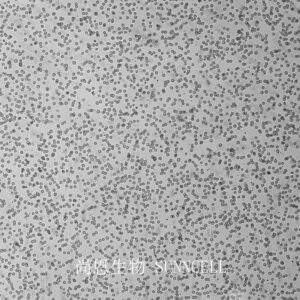 THP-1(人单核细胞白血病细胞)
