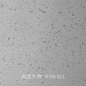 SW1353(人软骨肉瘤细胞)