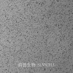 MGC-803(人胃癌细胞)(暂不出售)