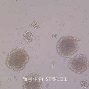 NK-92MI(人恶性非霍奇金淋巴瘤患者NK细胞)