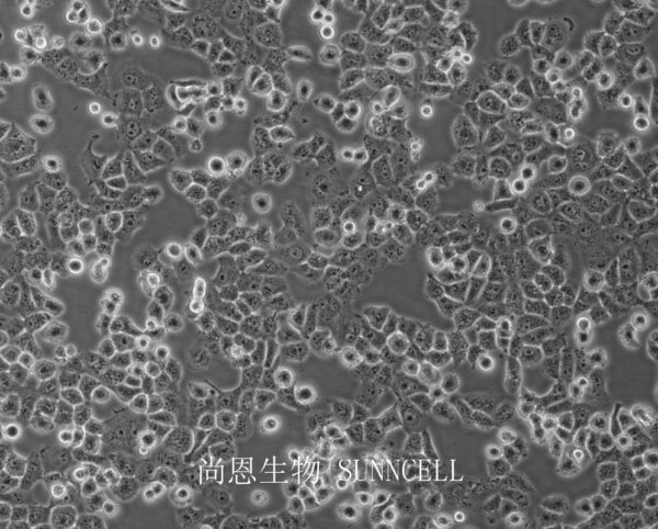 NCI-H1299(人非小细胞肺癌细胞)