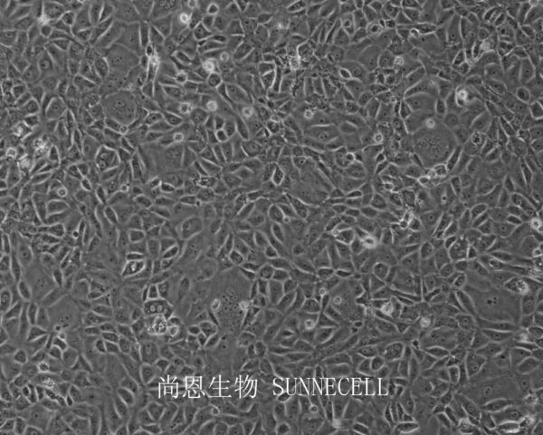 BRL-3A(大鼠肝细胞)