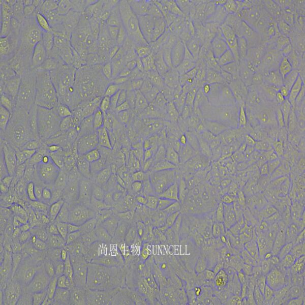 BRL-3A(大鼠肝细胞)
