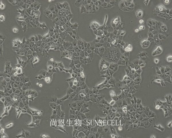 AML-12(小鼠正常肝细胞)