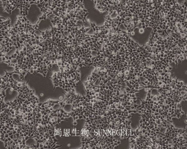 293T/17(人胚肾细胞)