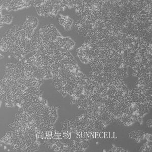 2V6.11(人胚肾细胞)