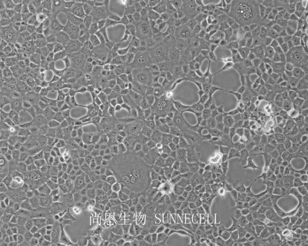 BNL CL.2(小鼠胚胎肝细胞)