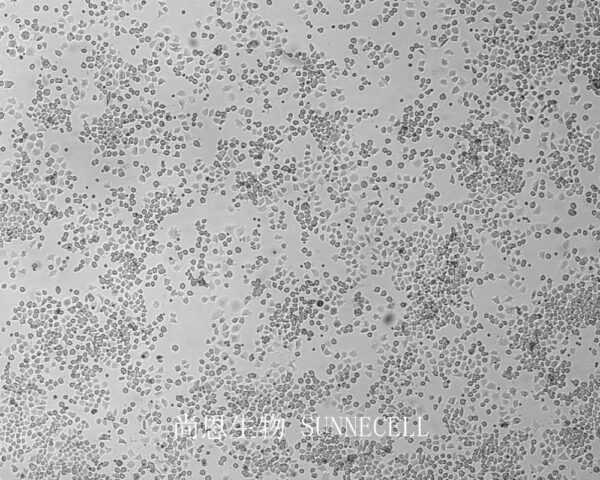 RLE-6TN(大鼠Ⅱ型肺泡上皮细胞)